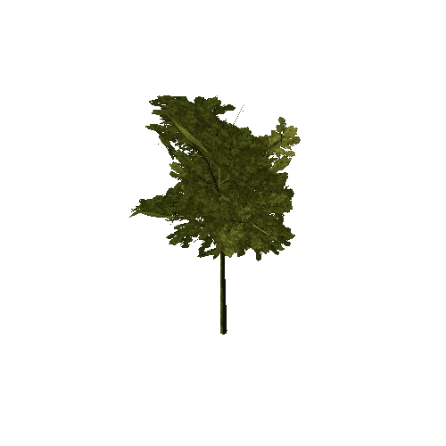 Full_Tree_1B3