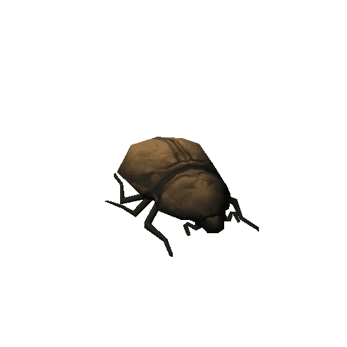 Beetle