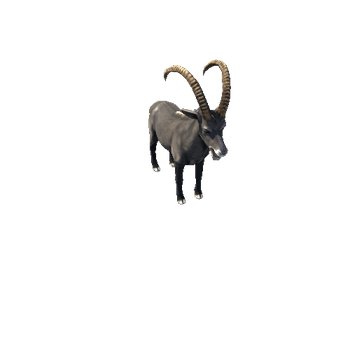 Ibex