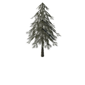 Pine