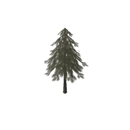 Pine