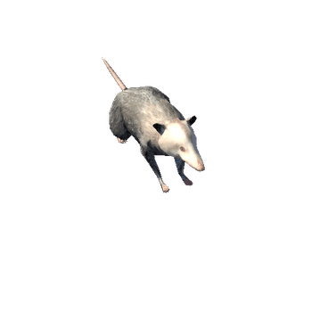 opossum