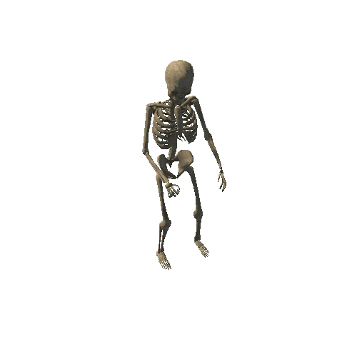 skeleton_animated