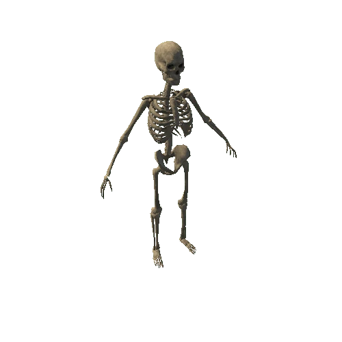 skeleton_static