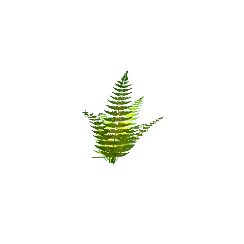 Fern_01_02_Summer