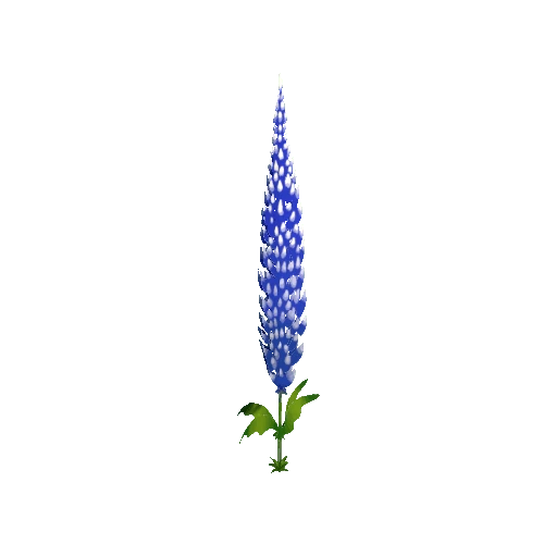 Lupine_02_Summer