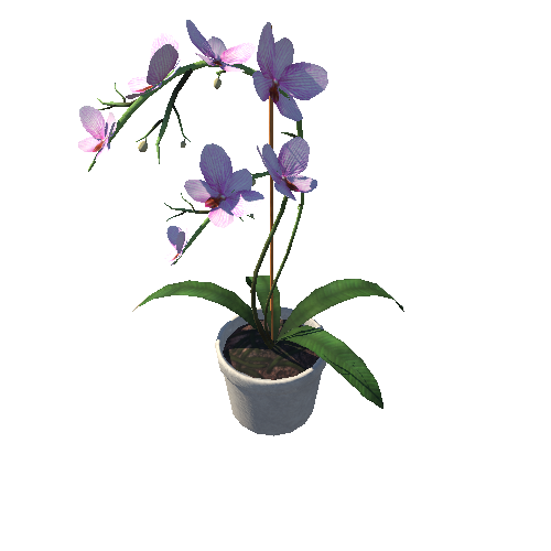 PRE_DEC_Orchid_02