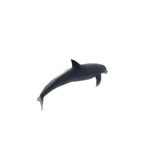 Dolphin