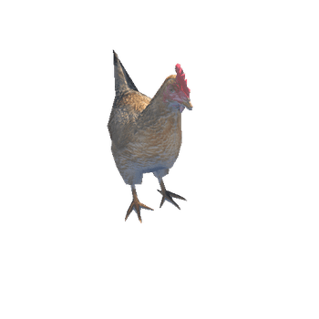 Chicken_Animated