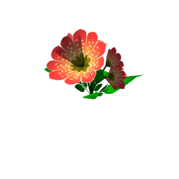 Flower_17_1_2