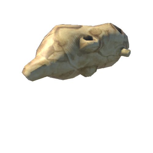 skull