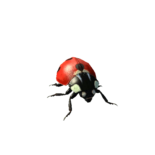 Ladybug