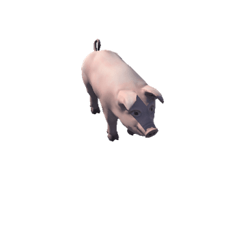 Pig