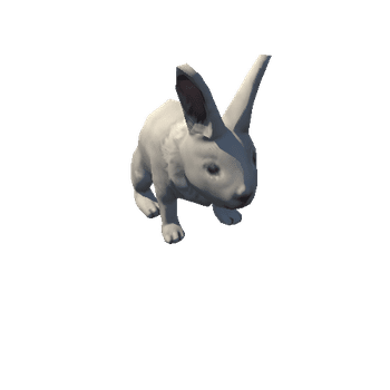 Rabbit_White