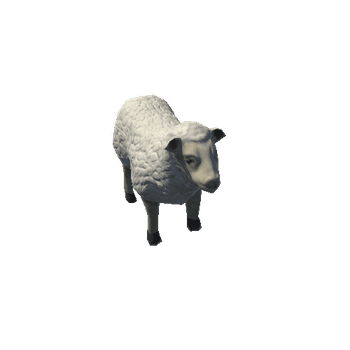 Sheep_White