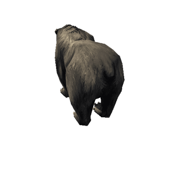 bear_3