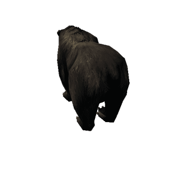 bear_4