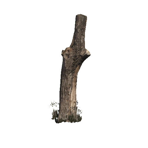 TreeStump02_PBS