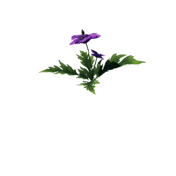 Poppy_Violet_00_1_2