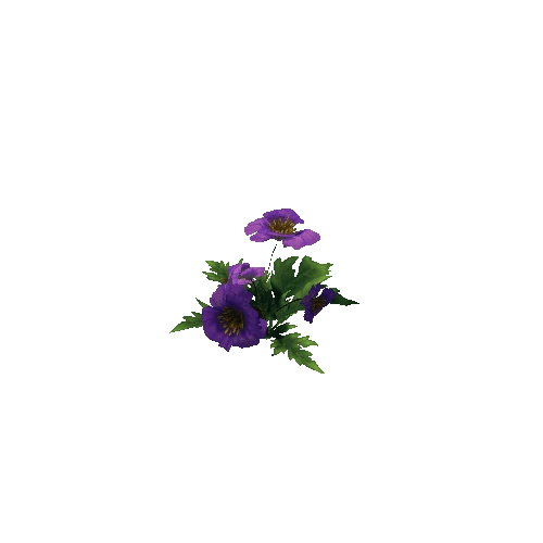 Poppy_Violet_01