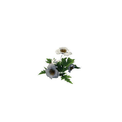 Poppy_White_01