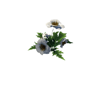 Poppy_White_01_1