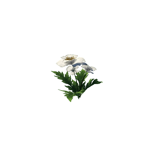 Poppy_White_06