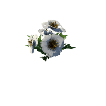 Poppy_White_09_1_2