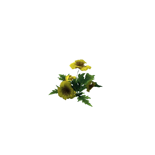 Poppy_Yellow_01