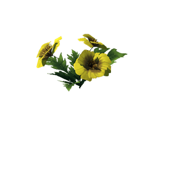 Poppy_Yellow_03_1