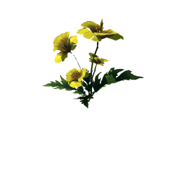 Poppy_Yellow_08_1