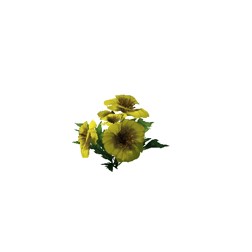 Poppy_Yellow_09