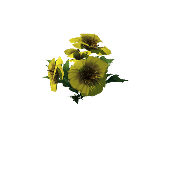 Poppy_Yellow_09_1