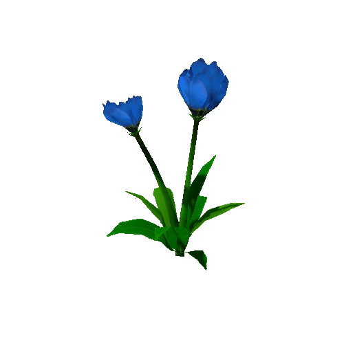 Peony_Blue_02