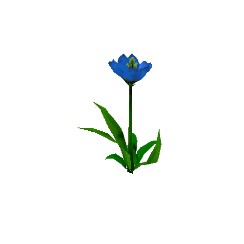 Peony_Blue_04