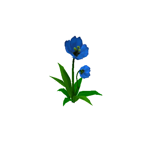 Peony_Blue_05