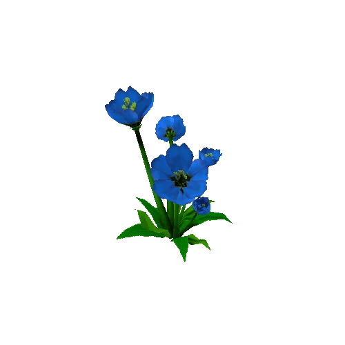 Peony_Blue_08