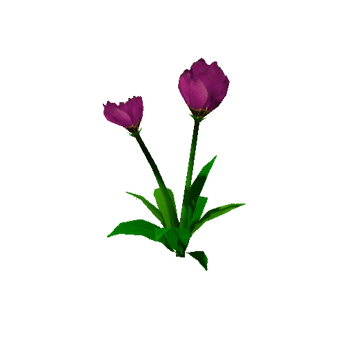 Peony_LViolet_02