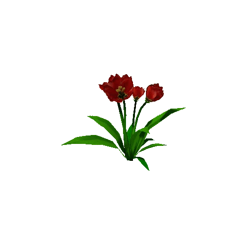 Peony_Red_01