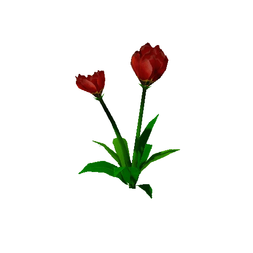 Peony_Red_02