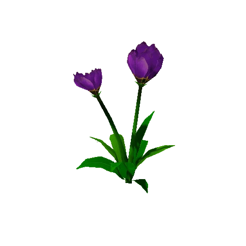 Peony_Violet_02