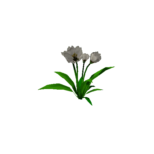 Peony_White_01