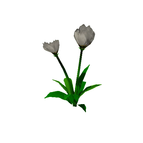 Peony_White_02