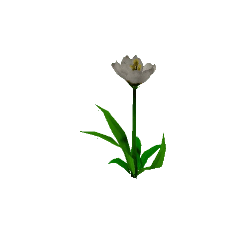 Peony_White_04