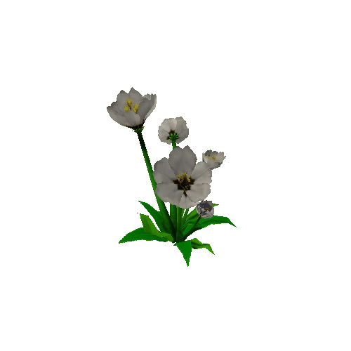 Peony_White_08