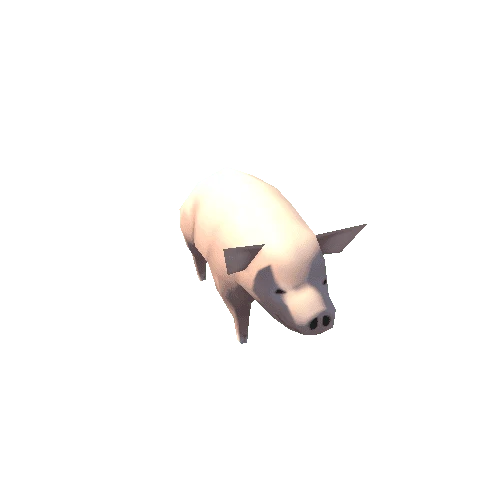 pig