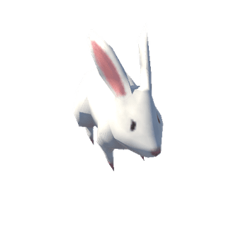 rabbit