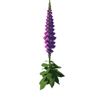 foxglove