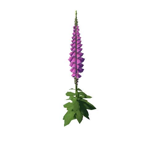 foxglove