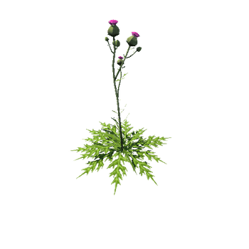 thistle